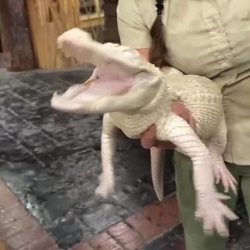 I’ve never seen an alligator so happy 😭
