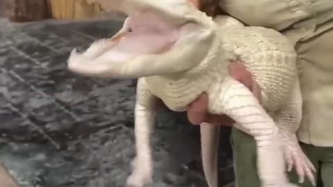 I’ve never seen an alligator so happy 😭