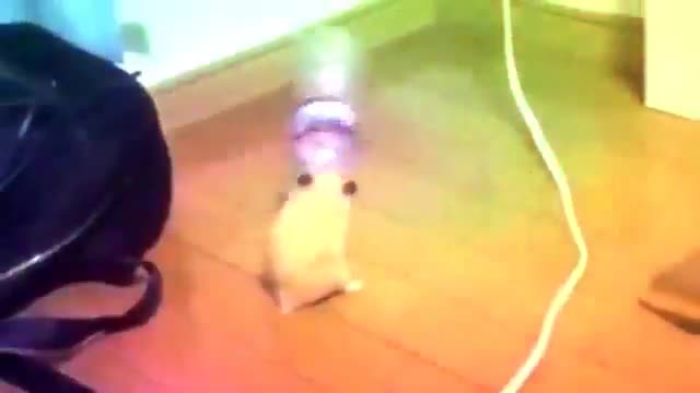 mon hamster lache un breack dance