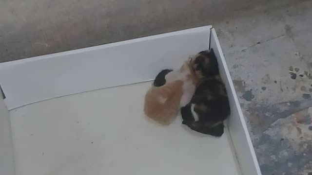 Watch what these newborn kittens do without their mother Do not believe what you see