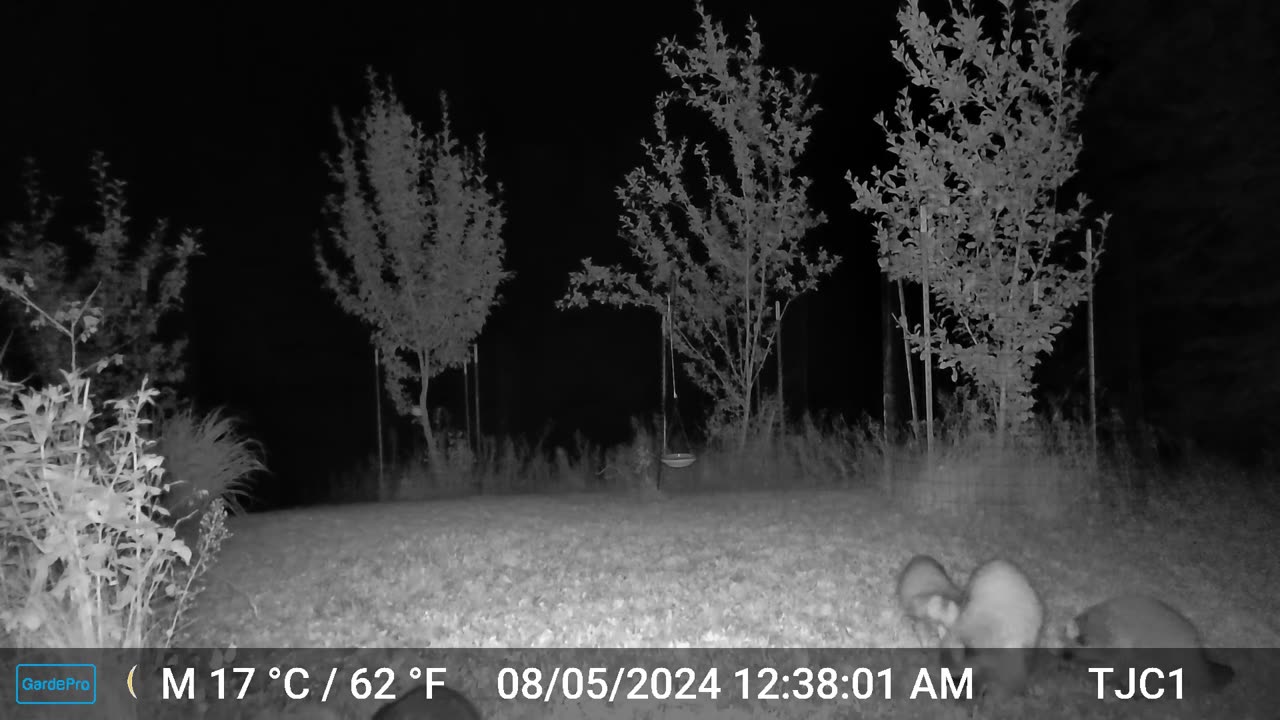 Raccoon Family / Owl Hooting