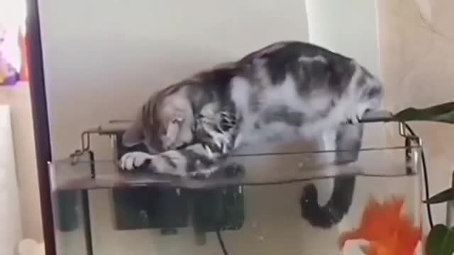 OMG So Cute Cats ♥ Best Funny Cat ❤️🐈Videos 2021 #shorts