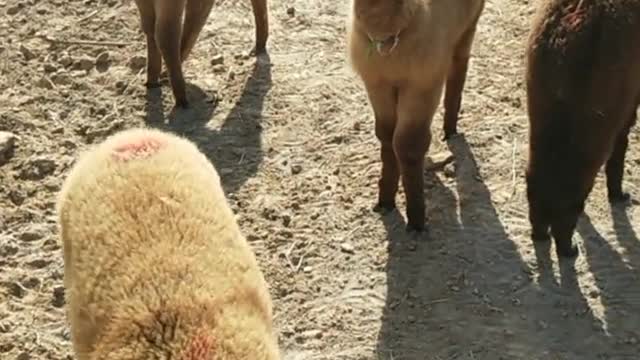 Captive alpaca