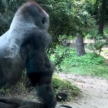 Funny Monkeys make me Happy