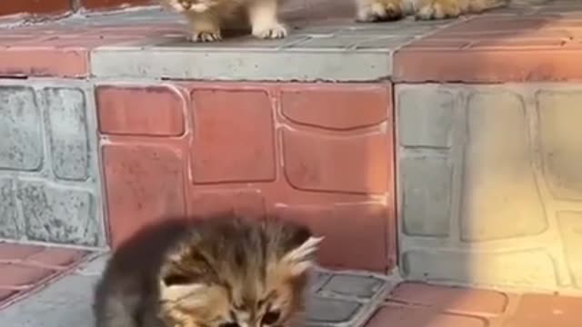 😹 Funniest Animals 😹 - Best Of The 2021 🙊❤️ Funny Animal Videos #Shorts#Pets ❤️