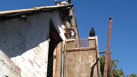 Pigeons on the roof