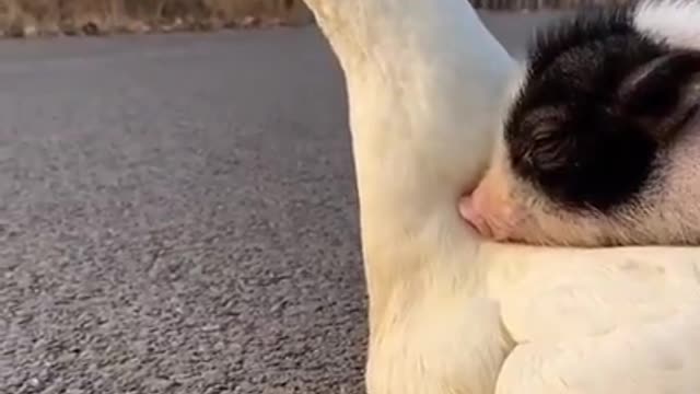 Most Funny - Cutest baby animals Videos Compilation _ Cute moment of the animals 2021