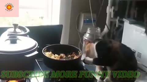 Rumble/cat cook and eat,funny video