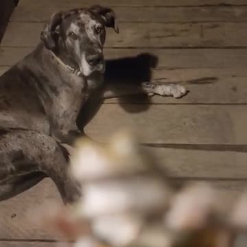 The Frog And The Dog