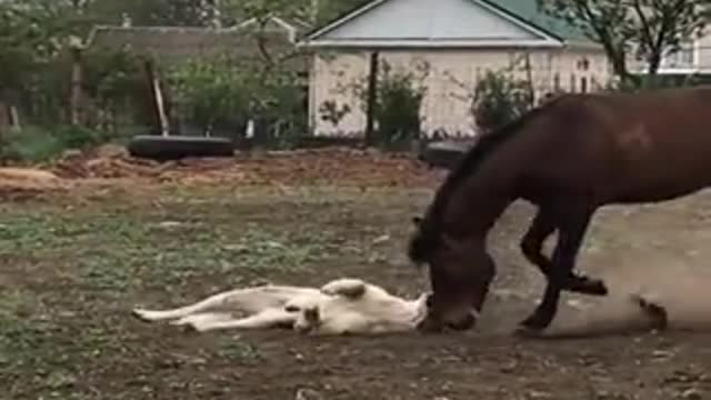 Dog and horse that play togheter real cute