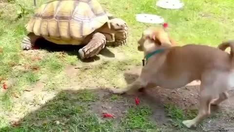 Wiggly pup loves his tortoise friend 🥰🐢