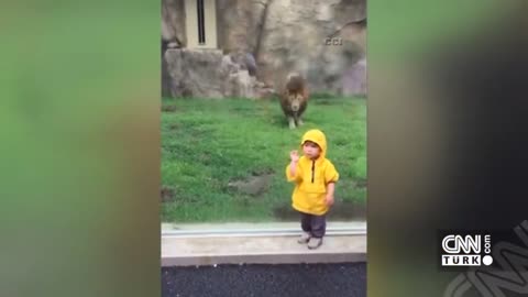 Baby lion Vs baby