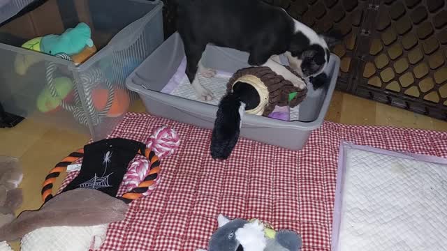 My Boston Terrier puppy Raya Ember when I first got her