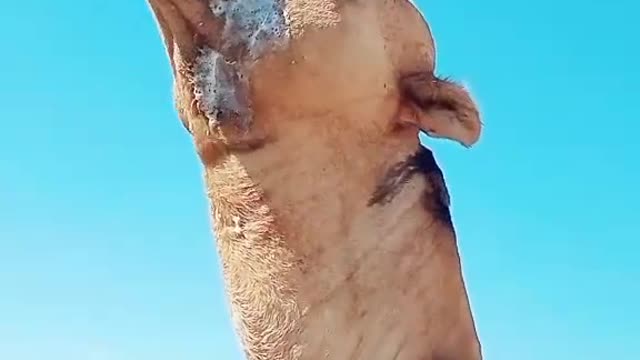 Camel