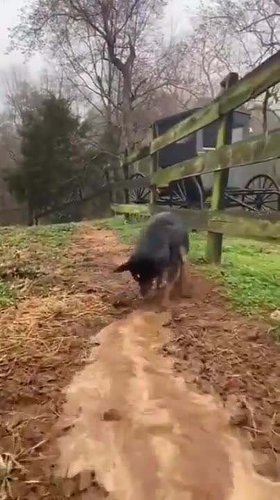 Episode #128 Smart Dog Amazing Agriculture Work Viral Video