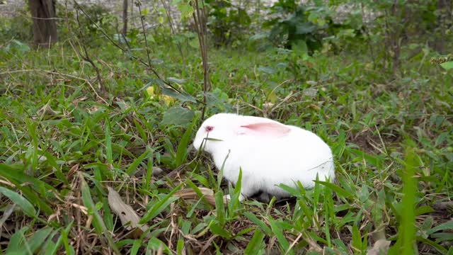 What happened to a rabbit when it suddenly started raining?