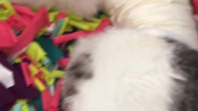 My cat had an operation :(