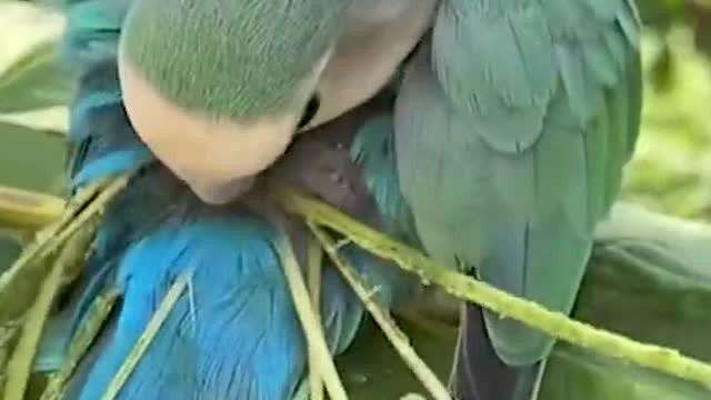 Parrots in leaf