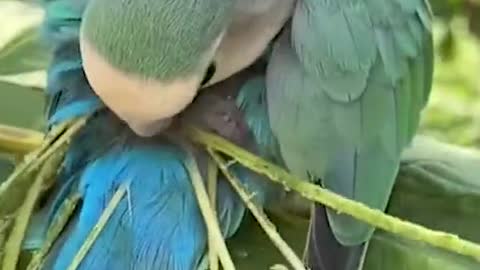 Parrots in leaf