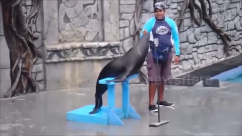 the seal show