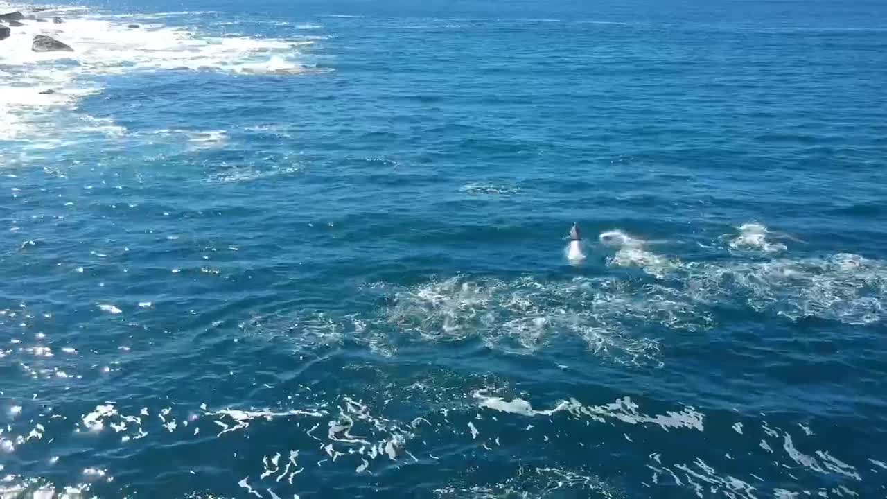 Huge Pod of Dolphins Play at Bondi