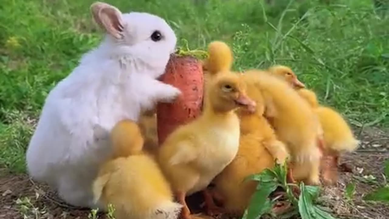 The little rabbit is eating carrots, and the little duck is joining in the fun.
