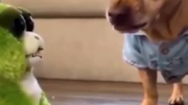 Funny Dogs and cats
