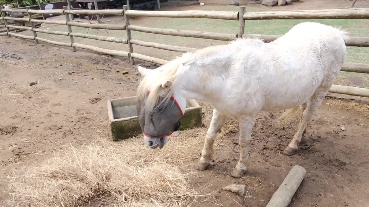 Very Cute Horse Video