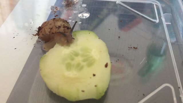 Snail eating cucumber