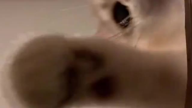 Cute Cats Trying to Reach the Camera 😂