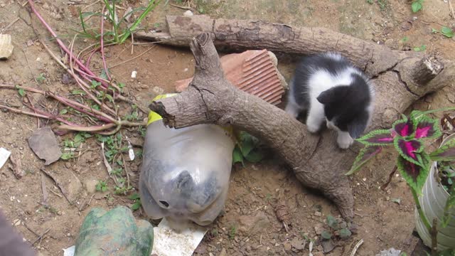 gatinhos