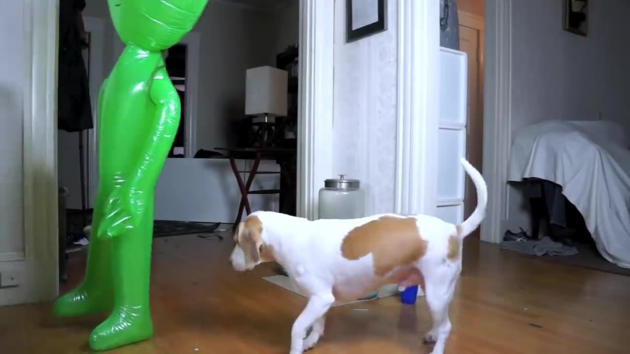 Dog Pranked with Alien: Funny Dog Maymo