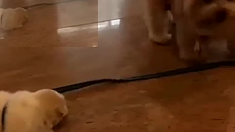 Teddy Dog walks a dog