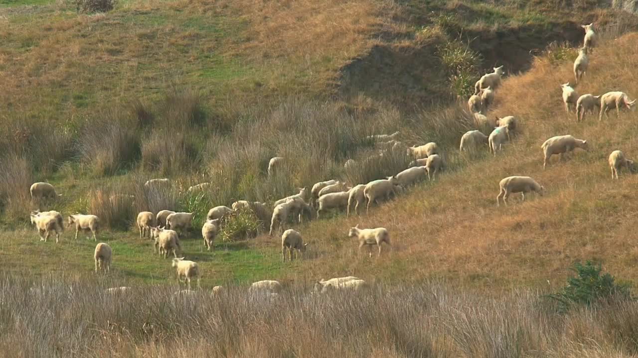 Sheeps at the Catlins in New Zealand