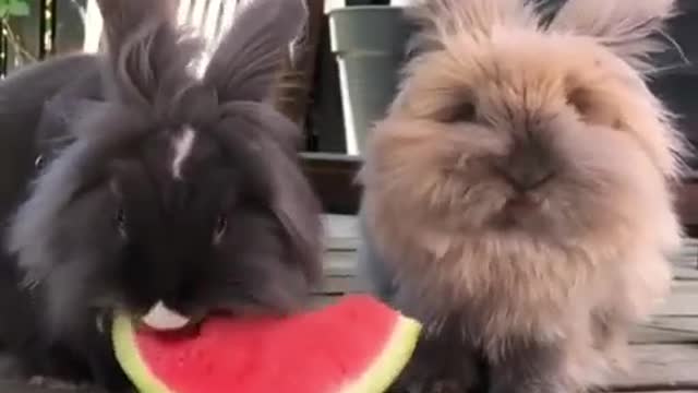 The rabbit is eating watermelon