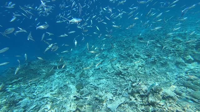 Amazing snorkeling