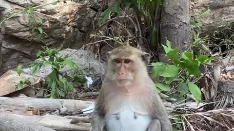 Is it Monkeypox season already??? I still have my Ukraine decorations up!