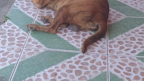 Two dogs who come to their home every morning lie in their homes on their doorstep.