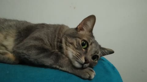 My cat