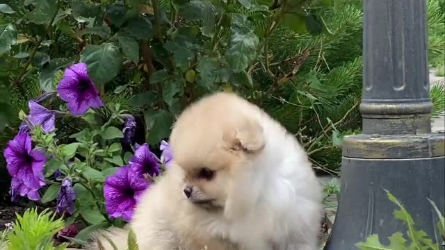 cute puppy eyes