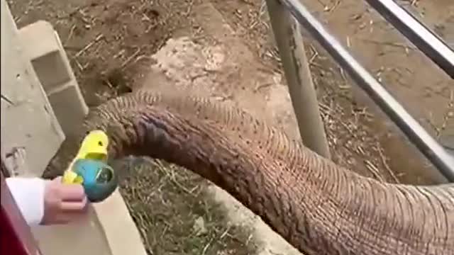 Elephant giving a kid back their shoe