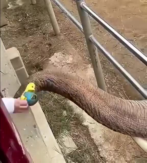 Elephant giving a kid back their shoe