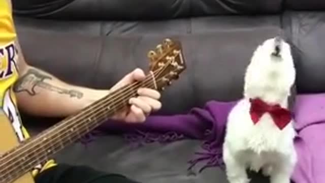 Pick up the guitar and play with the dog