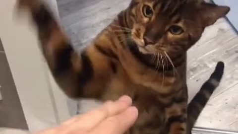 cat slapping on my hand