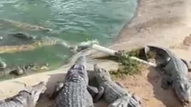 Cruel Farmer Feeds Live Chicken To Crocodiles 🐟 #shorts