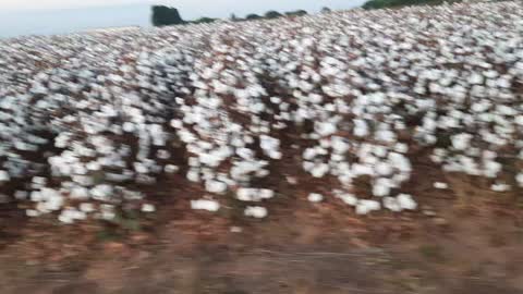 Plantação de Algodão Goiás/Brasília