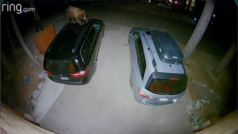 Persistent Bear Trying To Get Snacks From Car