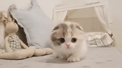 cute kitten videos