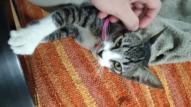 petting the kitten