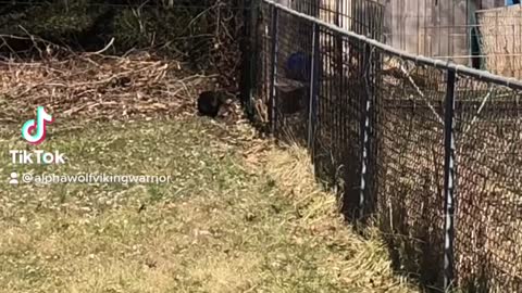 Neighborly dispute